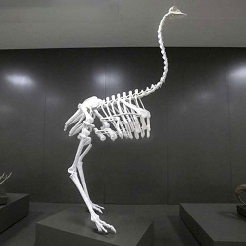 ostrich skeleton