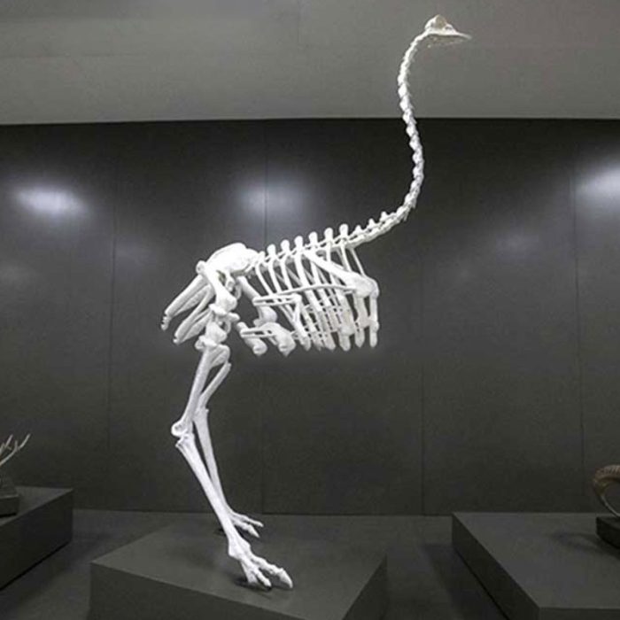 ostrich skeleton