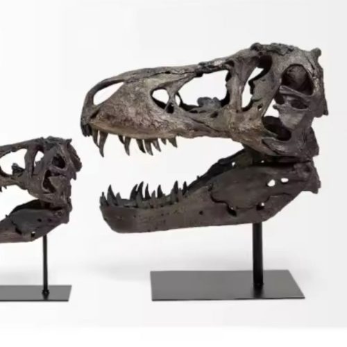 t rex skull