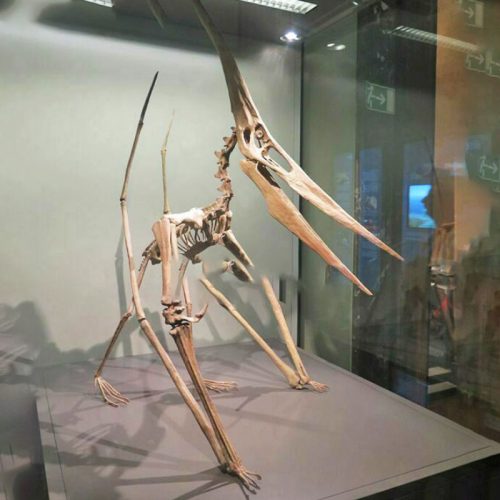 Pterodactyl Skeleton