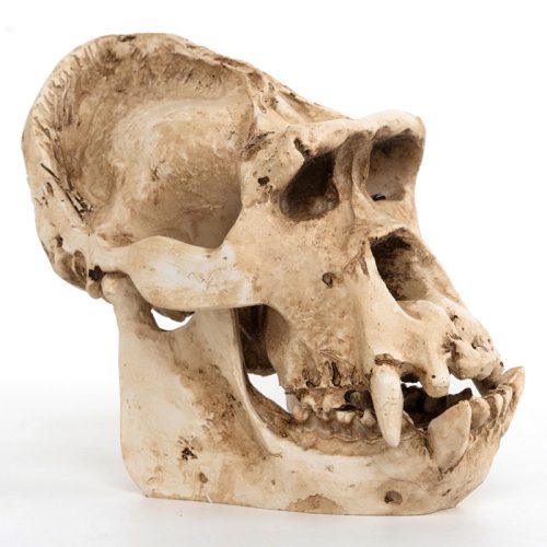 Gorilla Skeleton
