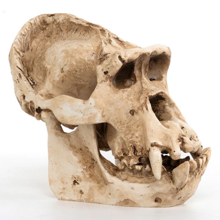 Gorilla Skeleton
