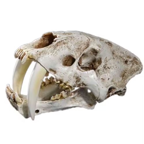 saber tooth tiger skull