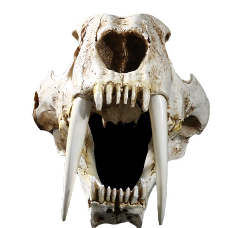 saber tooth tiger skull