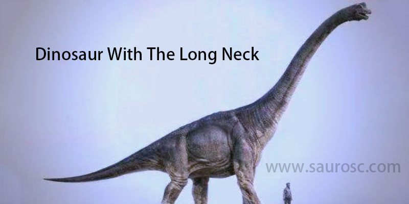 Which Dinosaur Is The Dinosaur With The Long Neck?