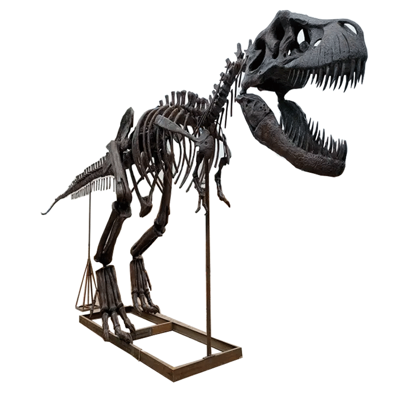 Dinosaur Fossil Replica