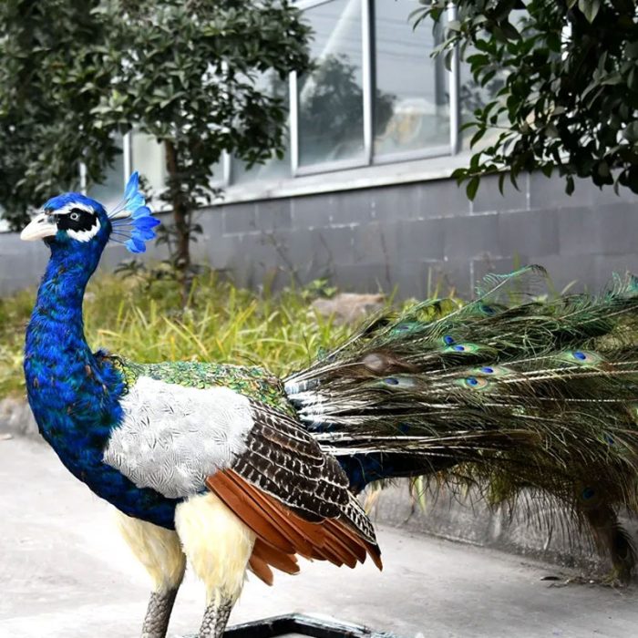Animatronic Life Size Peacock Models