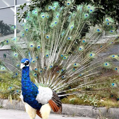 Animatronic Animal Attraction Life Size Peacock Models for Theme Park