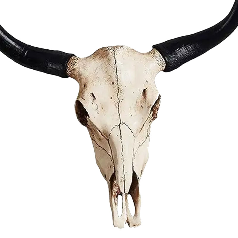 Animal Skeletons