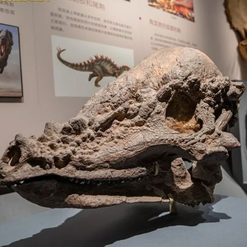 Dinosaur Fossil Replica