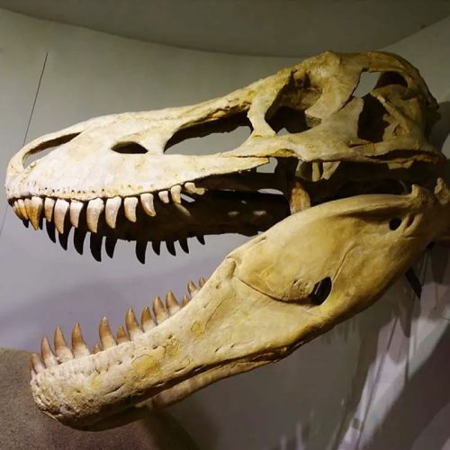 Simulation Dinosaur Skeleton Manufacturer