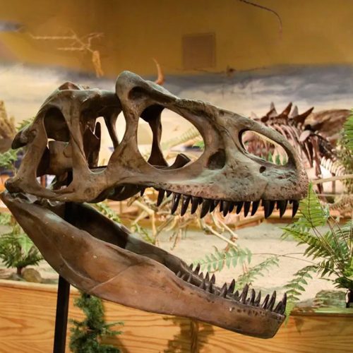 T-rex Head Skeleton Fossil
