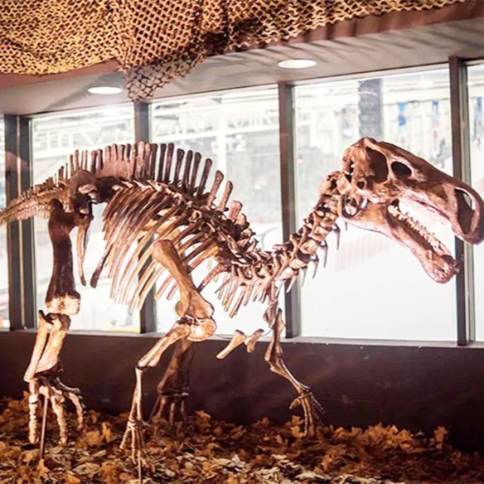 Real Giraffe Skeleton Long Crooked Neck