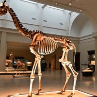 Giraffe Skeleton