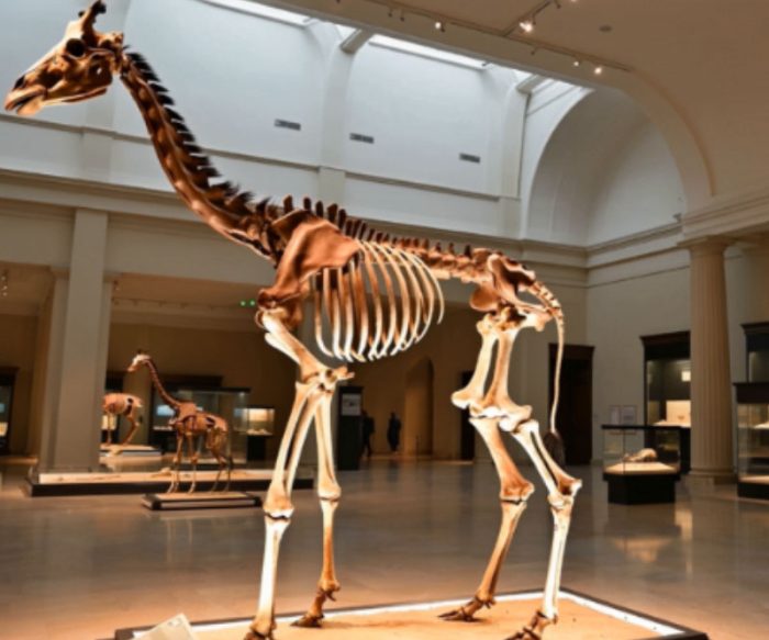 Giraffe Skeleton