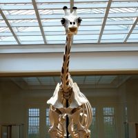 Real Giraffe Skeleton