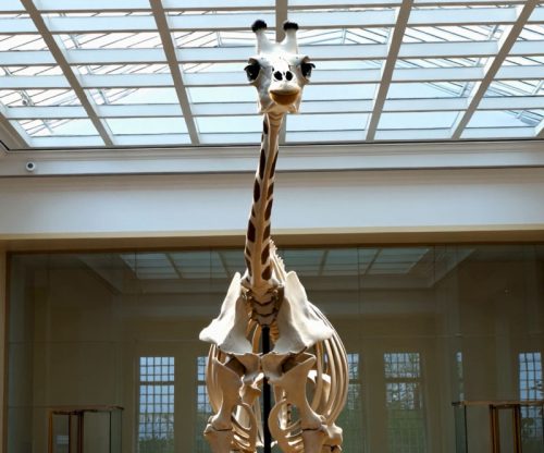 Real Giraffe Skeleton
