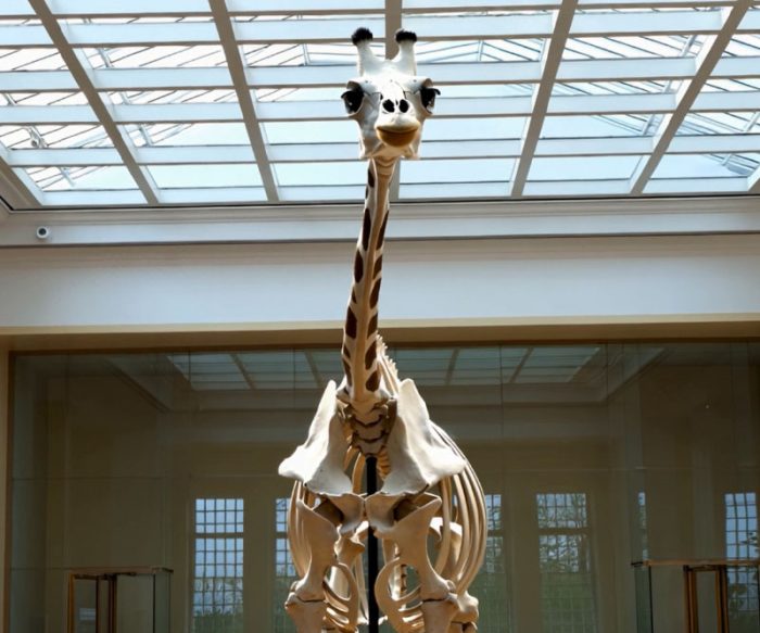 Real Giraffe Skeleton