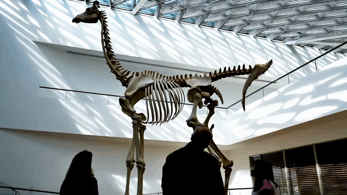 Giraffe Skeleton 3D Model 