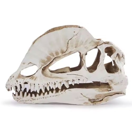 Spinosaurus Skull