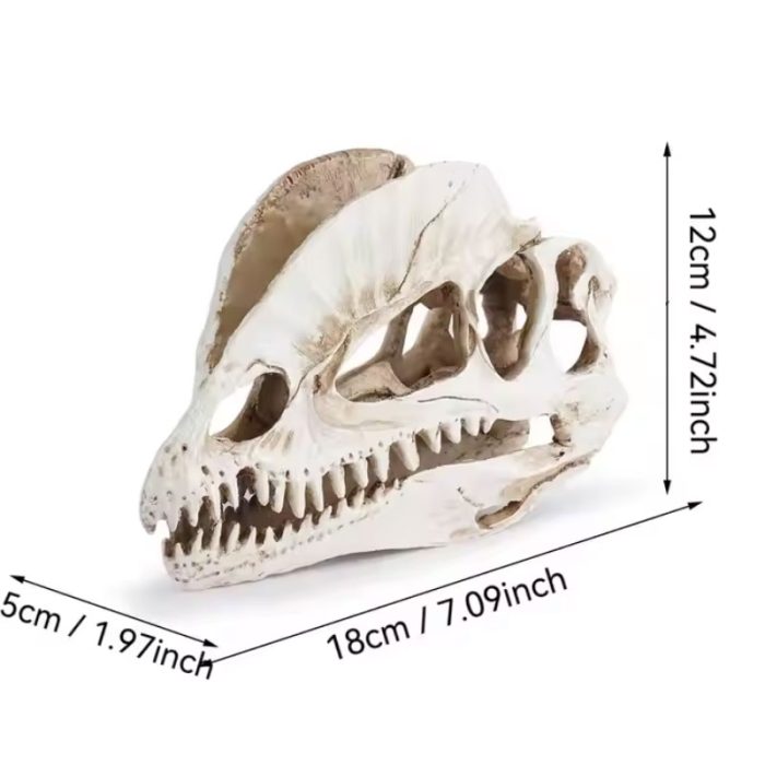 Spinosaurus Skull